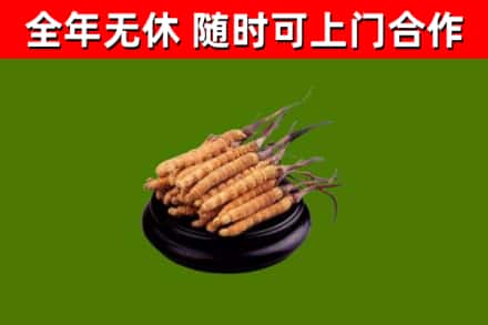 驻马店市烟酒回收冬虫夏草.jpg